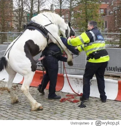 Ustrojstwo - #jp #policja #koń