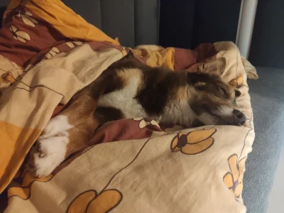 PuchaczLesny - #pokazpsa