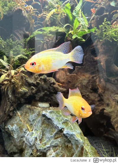 LucaJune - Jesteście w stanie pomóc i określić czy te Ramirezy to samce czy samice?

...