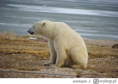 annlupin - siedze se jusz