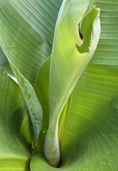 asdfghjkl - Liść flagowy na bananie. W ciągu kilku dni wylezie kwiatostan. Spowolniły...