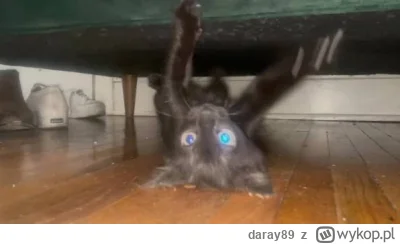 daray89 - #codziennykotopetany #dziwnekotki