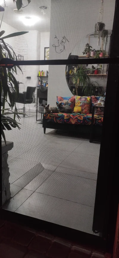 Fishuur - Wracam sobie z pitcerni a tutaj dwa #koteczkizprzypadku w salonie fryzjersk...