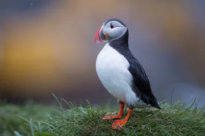 Lifelike - Maskonur (Fratercula arctica)
Autor
#photoexplorer #fotografia #ornitologi...