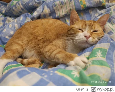 GF91 - #koty #pokazkota (｡◕‿‿◕｡)