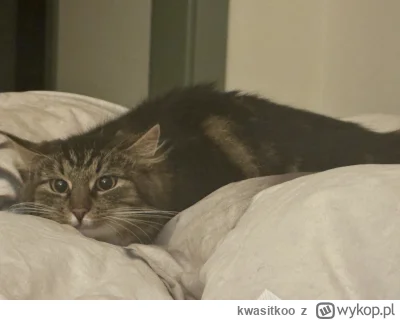 kwasitkoo - @twoj_starrry: to przyjazny kitku xd