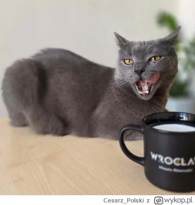 Cesarz_Polski - #kotekwrocek #wroclaw