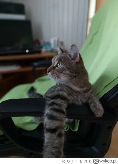 ROTTE_N - #koty #pokazkota