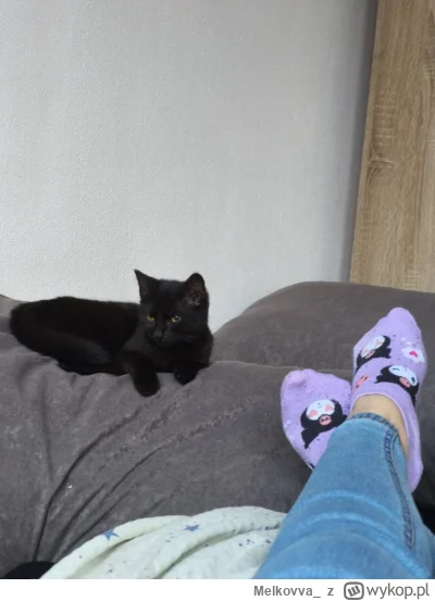 Melkovva_ - #kitku #koteczkizprzypadku #paczekot #pokazkota