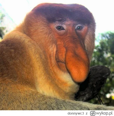 donnywc3 - #konkursnanajbardziejgownianymemznosaczem