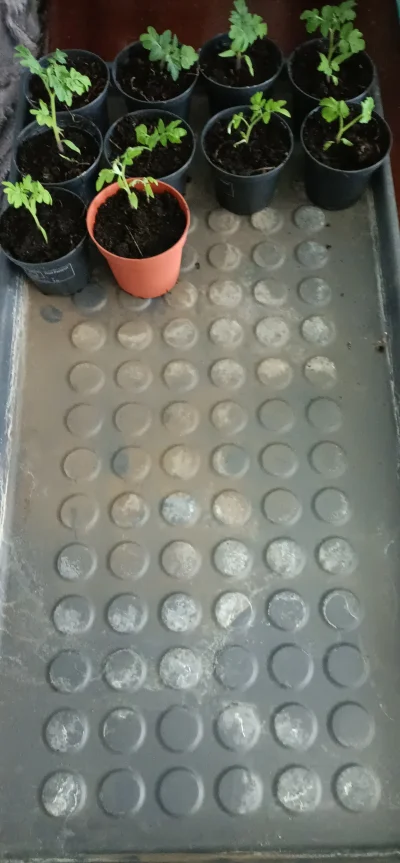 WrzeCiOna - Zaraz będzie #przegiolemco, przesadzam #pomidory. #ogrodnictwo w bloku