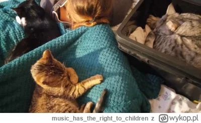 musichastherightto_children - @chybaze: duże ilości kotów naraz