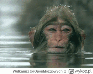 W.....h - @Grzegorzzemla: Milenko, kolega chce cię poznać!