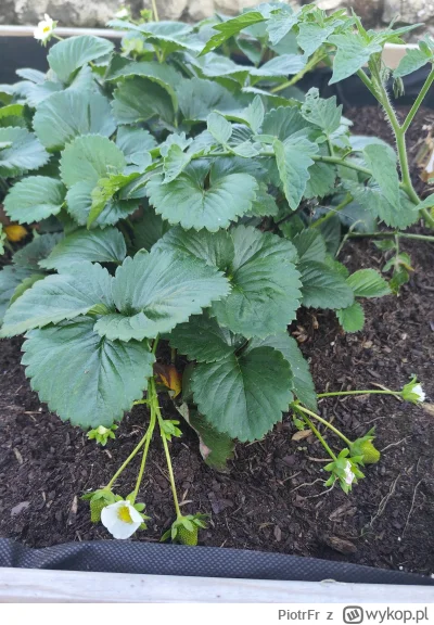 PiotrFr - Jeszcze będą truskawki w tym roku ( ͡° ͜ʖ ͡°)

#ogrodnictwo #pogoda