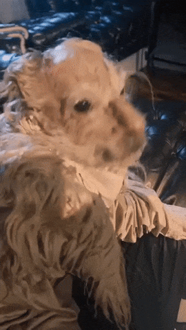 Drom - Januszek nie gryzie.