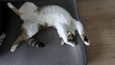 Owlosiaty-Dzik - @azunyan: chyba tak