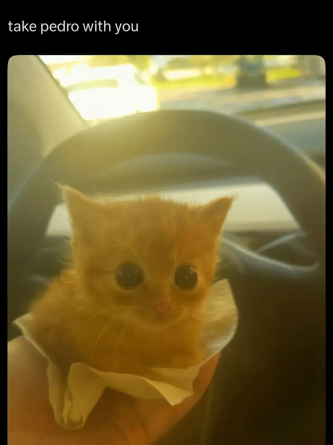 b0dyload - Ceny coraz wyższe a porcje coraz mniejsze eh
#koty