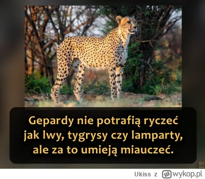 Ukiss - To duży kot znany z tego, że jest najszybszym zwierzęciem lądowym (potrafi pr...