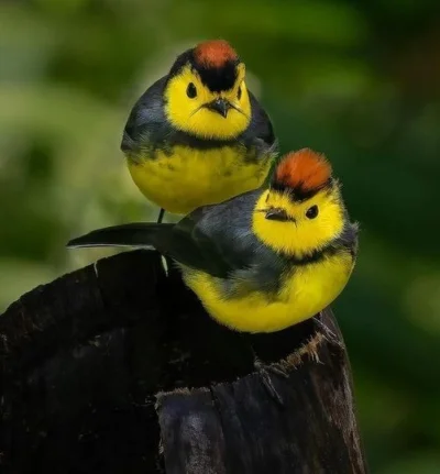 Lifelike - Pleszówka przepasana (Myioborus torquatus)
Autor
#photoexplorer #fotografi...