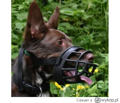 Casuel - @Sir_Lucifer: tak na przyszlosc, bo to pytanie czesto sie pojawia. Pies chlo...