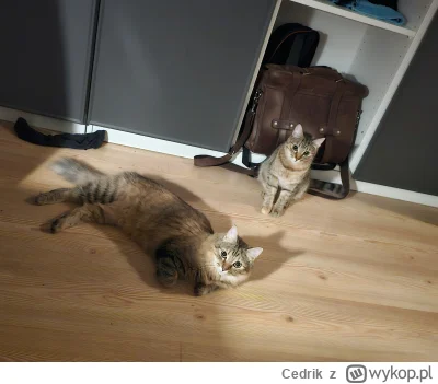 Cedrik - Siostrzyczki. Stan kotów na zdjęciu 2/3

#pokazkota