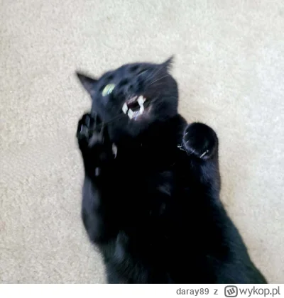 daray89 - #codziennykotopetany #dziwnekotki