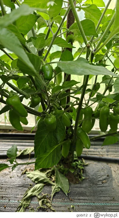 gobi12 - @gobi12 I wcale nie mam na myśli liści.