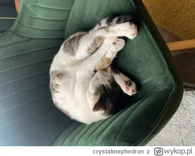 crystalmephedron - @Cisek44 co mój kot robi w twoim domu ( ͡° ͜ʖ ͡°)