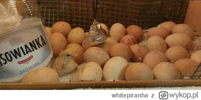 whitepiranha - Dzisiaj minął 21. dzień inkubacji jaj. na 35 jaj aż 31 okazało się zal...