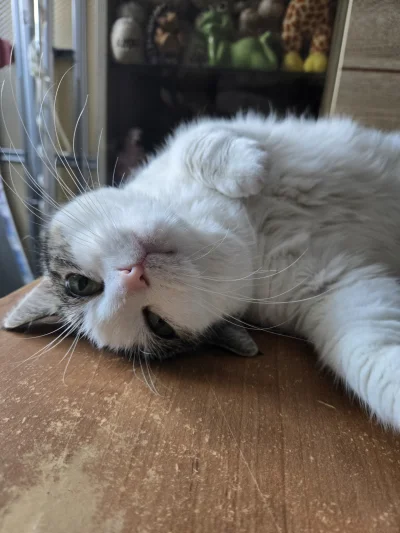 Solsith - @Kantorwymianymysliiwrazen: ostatnio problem mam bo mokre saszety im nie pa...