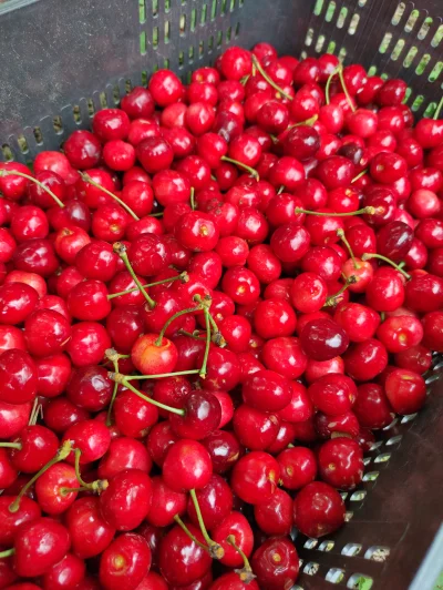 Krupier - Czereśnie podwójnie dobre. Dlaczego? Bo z drzewa somsiada. (⌐ ͡■ ͜ʖ ͡■)
#og...