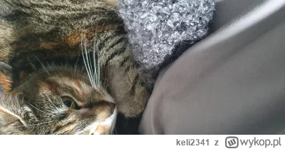 keli2341 - #koty witam jaki może być powód łysienia kota. Kotka traci na całym ciele ...