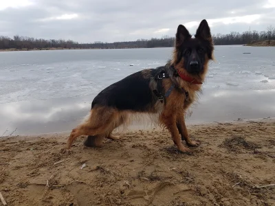 Pierbattista_Pizzabella - wiadomo co się owczarkami niemieckimi stało i dlaczego, lud...