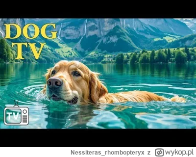 Nessiteras_rhombopteryx - Co myślicie o fenomenie Dog TV? W tytułach często jest jaka...
