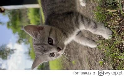 ForFun022 - A czy Zoja może plusa? (｡◕‿‿◕｡) #koty #koteczkizprzypadku