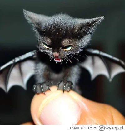 JANIEZOLTY - #aikitku