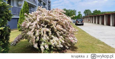 krupkka - Co to za krzew?
#ogrodnictwo #ogrod