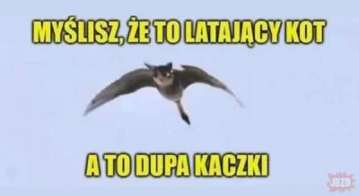 enforcer - #pasjonaciubogiegozartu #smiesznykotek