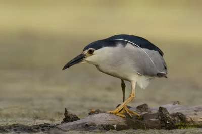 Lifelike - Ślepowron (Nycticorax nycticorax)
Głos
Autor
#photoexplorer #fotografia #o...