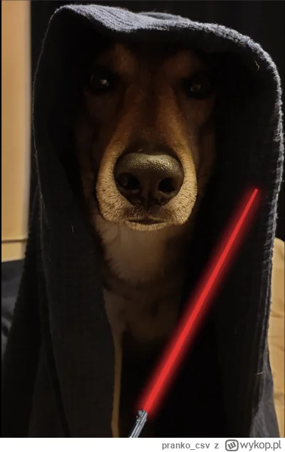 pranko_csv - Nawet nie wiesz z kim igrasz...
#prankothewolfdog