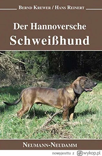 nowyjesttu - Posokowiec Hanowerski (Hannoverscher Schweißhund) na zdjęciu- niemiecki ...