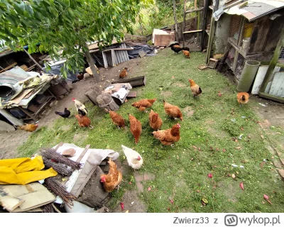 Zwierz33 - Huop trawę skosił ok. 2 h i jakoś 11 km z buta wg. zegarka plus 6 piw raze...