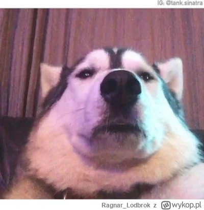 Ragnar_Lodbrok - @WrakPrzegrywa: Nie chce na siłę pocieszać, ale ogólnie zrobienie w ...