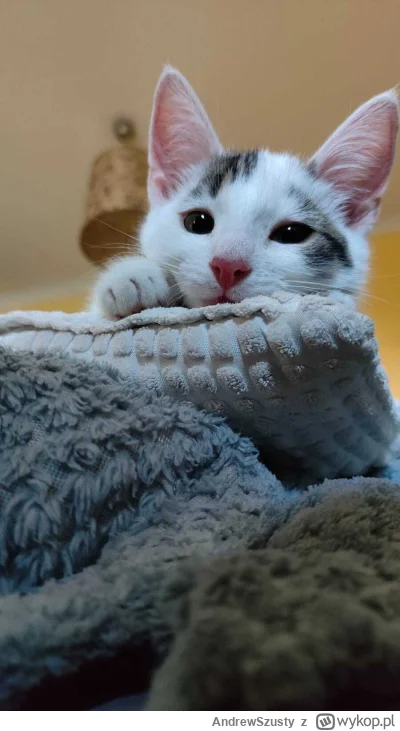 AndrewSzusty - #pokazkota przedstawiam Gimli na ekranie