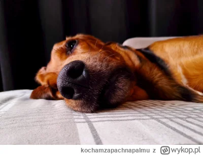 kochamzapachnapalmu - Niedziela wieczór i humor popsuty #pokazpsa  #zwierzaczki