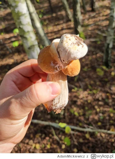 AdamMickiewicz - Grzib grzibowi grzibem

#grzyby