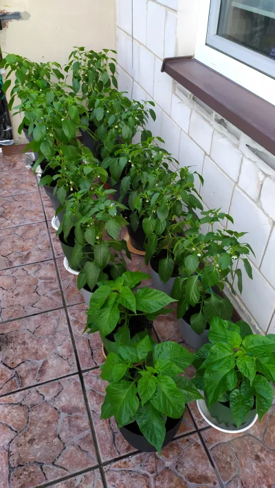 BorysKafarov - Czy górne liście w krzaku powinno się nieco przerzedzić żeby dopuścić ...