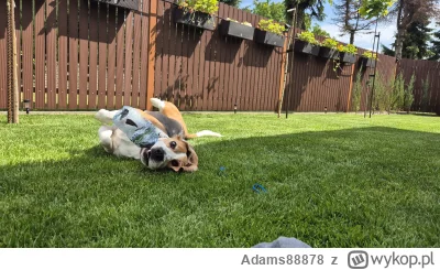 Adams88878 - Psie zabawy
#pies #pokazpsa #beagle