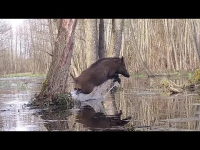 Mr3nKi - Dzika przyroda dla jego, uspokaja huopską dusze 
#przegryw