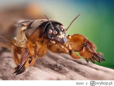 lazer - @Pokojowa co ten Gniewosz Turkuć-Podjadek znowu zrobił?